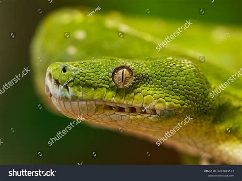 Image result for Green Tree Python Jaw