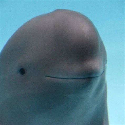 Image result for Smiling Dolphin