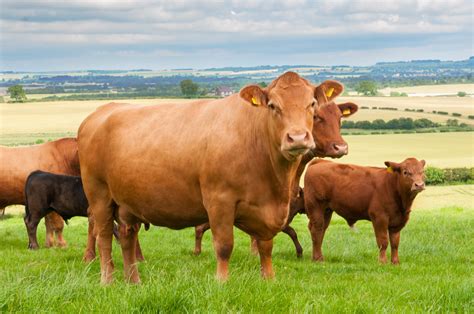 Image result for Cattle Show Box