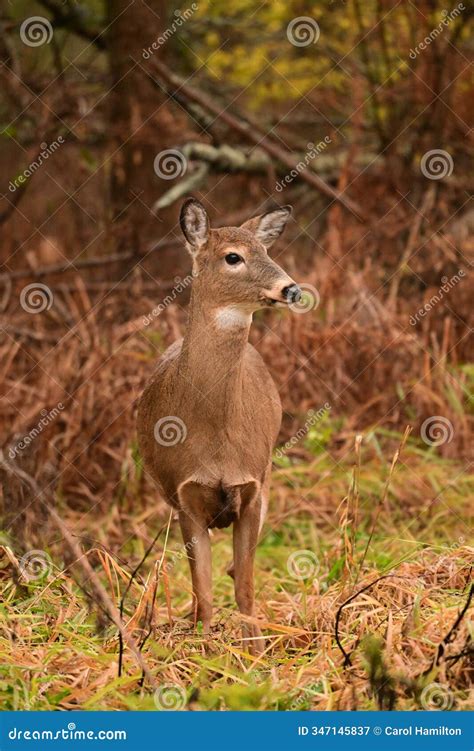 Image result for Doe You Want Free Robux