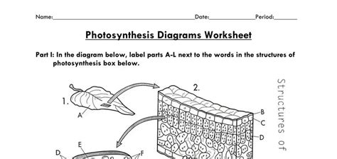 Afbeeldingsresultaten voor How Does Photosynthesis Work Worksheet Answers