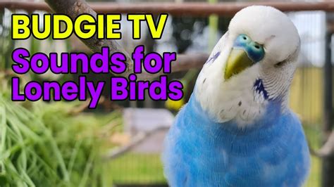 Image result for Budgie Channel
