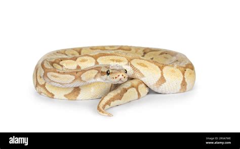 Image result for Cute Looking Python