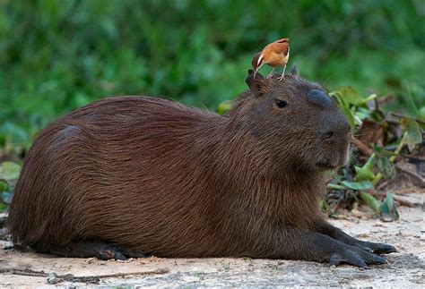 Capybara with Human Teeth에 대한 이미지 결과