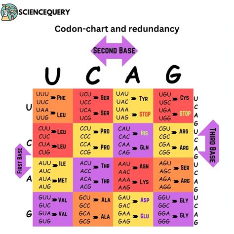 Afbeeldingsresultaten voor Start Codon Chart