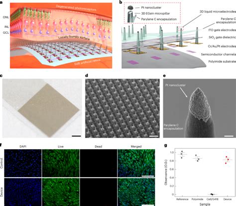 Utah Microelectrode Array に対する画像結果