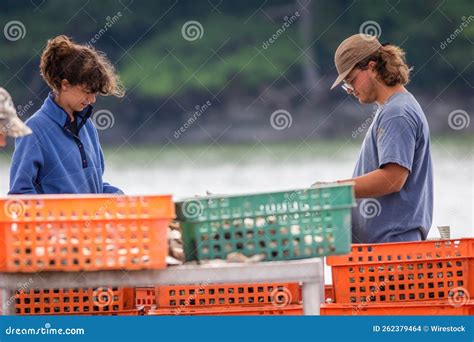 Toradh íomhá ar Oyster Farming Process
