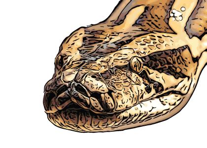 Image result for How to Draw a Realistic Burmese Python