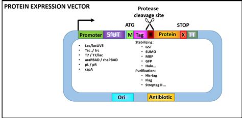 Image result for E. Coli Expression Vector
