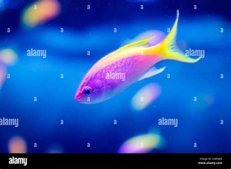 Image result for SeaWater Fish