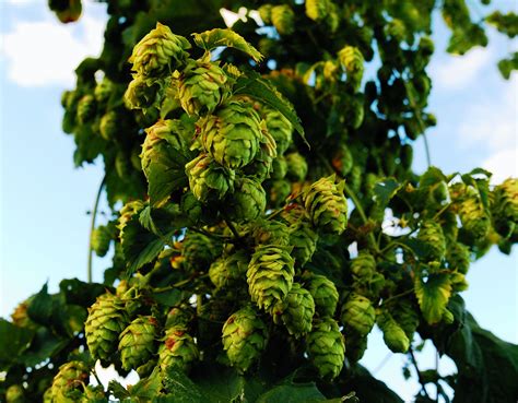 What Are Hops in Beer に対する画像結果