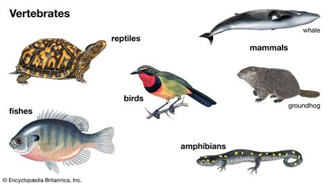 Image result for Vertebrate Classification