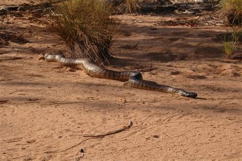 Black Headed Python Facts and Pictures