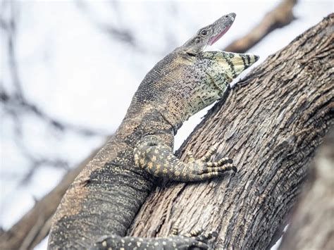 Image result for Australian Monitor Lizard