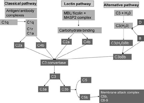 Toradh íomhá ar Complement Fixation Classical Pathway