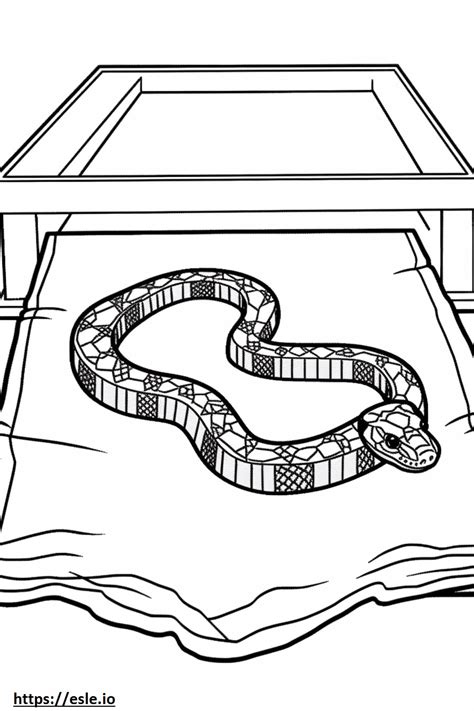 Image result for Carpet Python Colouring