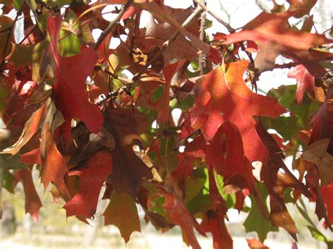 Image result for Chinkapin Oak Tree Autumn Color