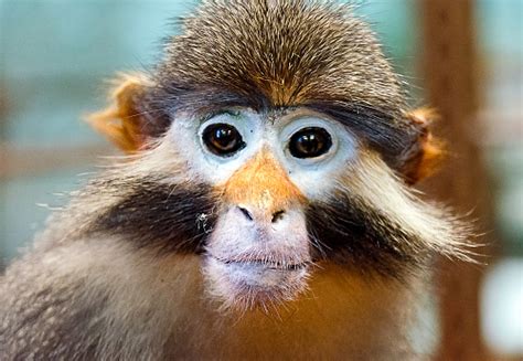 Monkey Fakemon に対する画像結果