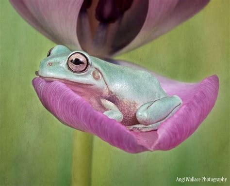 Image result for Most Amazing Frogs