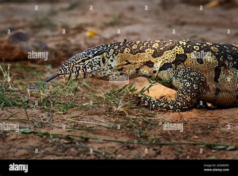 Image result for Largest Monitor Lizard
