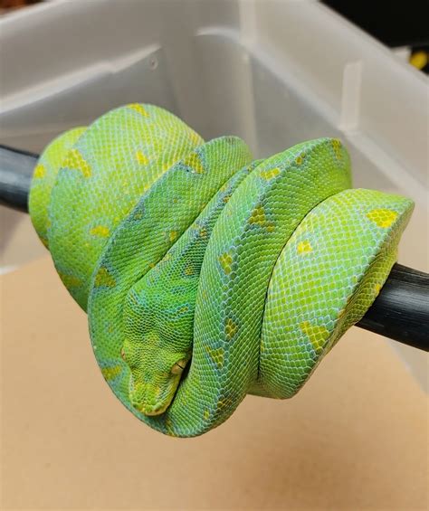 Image result for Male Green Python