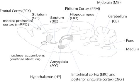Résultat d’images pour Prefrontal Cortex Mouse Brain