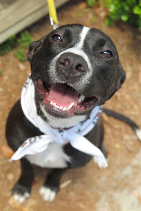 Afbeeldingsresultaten voor All Three Arks