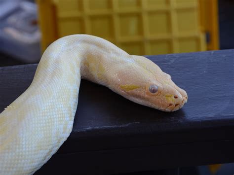 Burmese Python Range に対する画像結果