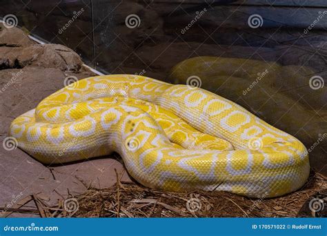 Image result for Desert Python