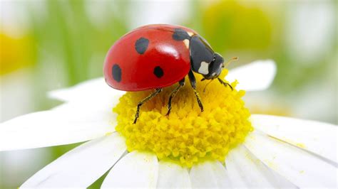 Image result for Ladybug Fun Facts for Kids