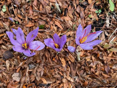 Image result for Saffron Harvest