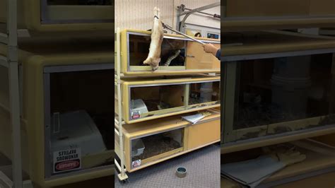 Afbeeldingsresultaten voor Python Eats Rabbit