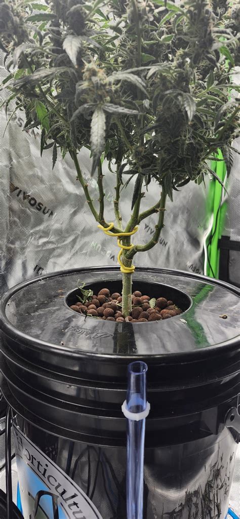 Image result for Growing a Autoflower