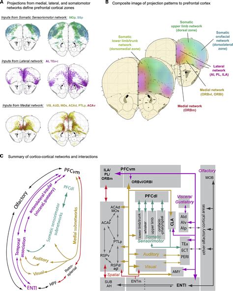Résultat d’images pour Prefrontal Cortex Mouse Brain