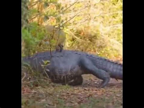 Capybara Gator に対する画像結果