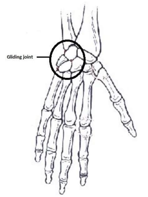 Image result for Structure of Gliding Joint