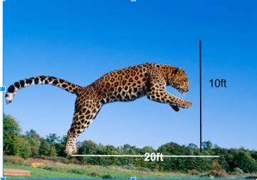 Image result for Leopard Adaptations