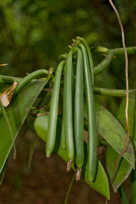 Image result for Growing Vanilla Beans