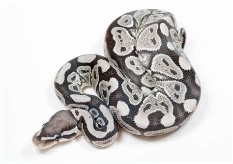 Image result for True Ghost Ball Python