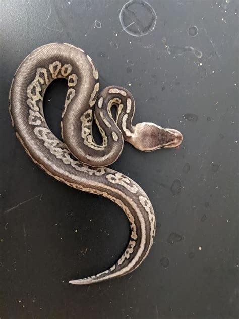 Image result for Python Head Turnaround