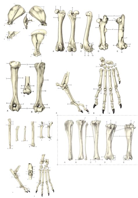 Image result for Process Bone