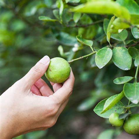 Key Lime Tree Icon కోసం చిత్ర ఫలితం