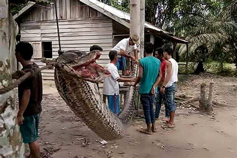 Reticulated Python Attacks On Humans に対する画像結果