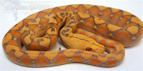 Afbeeldingsresultaten voor Purple Reticulated Python