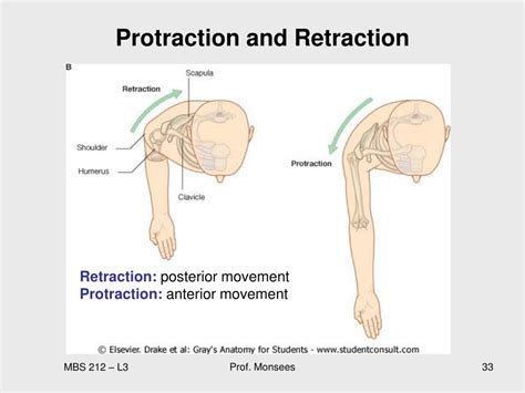 Image result for Protraction Movement Example