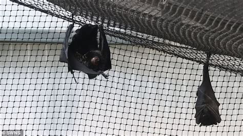 Image result for Bat Birthing