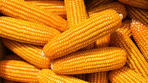 Image result for Corn Cobs