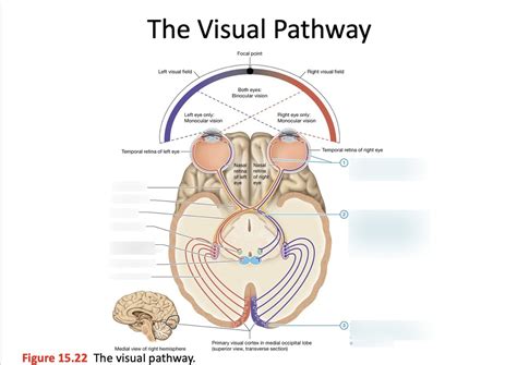 Visual Processing Pathway に対する画像結果