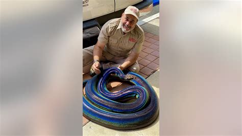 Image result for Yellow Rainbow Python