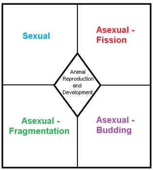 Image result for Animal Reproduction and Development